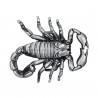 Fibbia per cintura Desert Scorpion USA bobijoo
