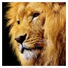 Pendentif griffe de lion Réplique Collier Chaîne 60cm  IM#25214